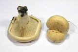Lactarius acerrimus image