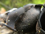 Urnula craterium image