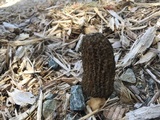 Morchella importuna image