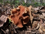 Gyromitra brunnea image