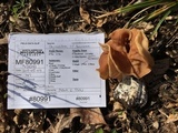 Gyromitra brunnea image