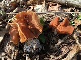 Gyromitra brunnea image