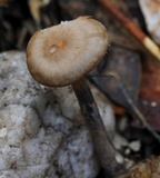 Cortinarius rotundisporus image