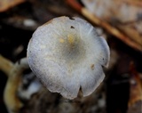 Cortinarius rotundisporus image