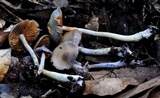Cortinarius rotundisporus image