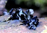 Cordierites frondosa image