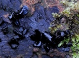 Cordierites frondosa image