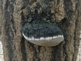 Phellinus tremulae image