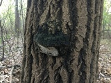 Phellinus tremulae image