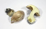 Cortinarius arcuatorum image
