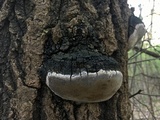 Phellinus tremulae image