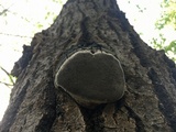 Phellinus tremulae image