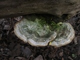 Trametes gibbosa image