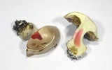 Cortinarius arcuatorum image