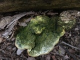 Trametes gibbosa image
