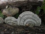 Trametes hirsuta image