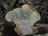 Trametes hirsuta image