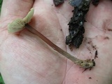 Gymnopus semihirtipes image