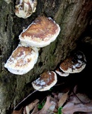 Daedalea quercina image