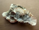 Cerrena unicolor image