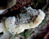 Cerrena unicolor image