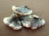 Cerrena unicolor image