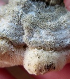 Cerrena unicolor image