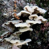 Cerrena unicolor image