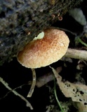 Crepidotus crocophyllus image