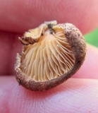 Crepidotus crocophyllus image