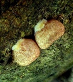 Crepidotus crocophyllus image