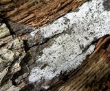 Biscogniauxia atropunctata image