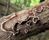 Peniophora albobadia image