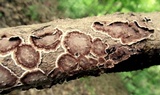 Peniophora albobadia image