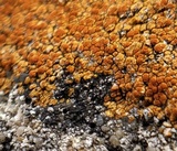 Caloplaca subsoluta image