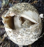 Blumenavia rhacodes image