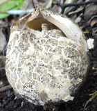 Blumenavia rhacodes image