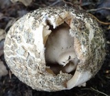 Blumenavia rhacodes image