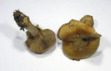 Cortinarius glaucopus image