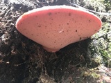 Fistulina hepatica image