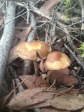 Psilocybe subaeruginosa image