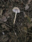 Xerula radicata image