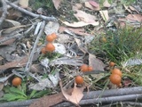 Psilocybe subaeruginosa image
