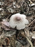 Agaricus vinosobrunneofumidus image