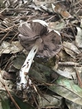 Agaricus vinosobrunneofumidus image