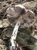 Agaricus vinosobrunneofumidus image