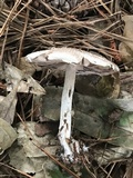 Agaricus vinosobrunneofumidus image