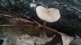 Pluteus romellii image