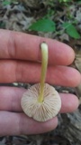 Pluteus romellii image