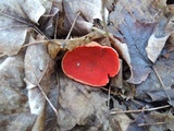 Sarcoscypha austriaca image